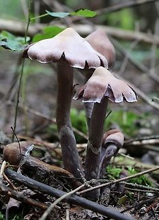 Mushroom Under tamarack, black spruce, white spruce, balsam fir, and quaking aspen in a mesic upland mixed forest.

https://www.jungledragon.com/image/100750/mushroom.html
https://www.jungledragon.com/image/100748/mushroom.html Basidiomycete,Geotagged,Summer,United States,fungus,mushroom