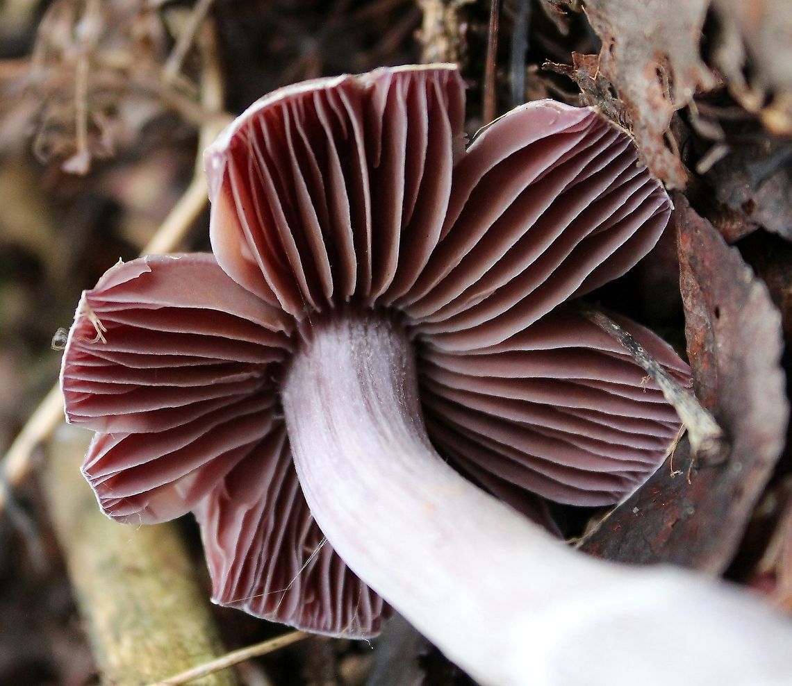 Mushroom Under tamarack, black spruce, white spruce, balsam fir, and quaking aspen in a mesic upland mixed forest.<br />
<br />
<figure class="photo"><a href="https://www.jungledragon.com/image/100749/mushroom.html" title="Mushroom"><img src="https://s3.amazonaws.com/media.jungledragon.com/images/3383/100749_thumb.JPG?AWSAccessKeyId=05GMT0V3GWVNE7GGM1R2&Expires=1759968010&Signature=Ohz8kTbI87HGTM7bCFYcZeh7ZoM%3D" width="112" height="152" alt="Mushroom Under tamarack, black spruce, white spruce, balsam fir, and quaking aspen in a mesic upland mixed forest.<br />
<br />
https://www.jungledragon.com/image/100750/mushroom.html<br />
https://www.jungledragon.com/image/100748/mushroom.html Basidiomycete,Geotagged,Summer,United States,fungus,mushroom" /></a></figure><br />
<figure class="photo"><a href="https://www.jungledragon.com/image/100748/mushroom.html" title="Mushroom"><img src="https://s3.amazonaws.com/media.jungledragon.com/images/3383/100748_thumb.JPG?AWSAccessKeyId=05GMT0V3GWVNE7GGM1R2&Expires=1759968010&Signature=3Z7%2B%2Bt7F%2F1dCeKYPg9OUHliHWwI%3D" width="112" height="152" alt="Mushroom Under tamarack, black spruce, white spruce, balsam fir, and quaking aspen in a mesic upland mixed forest.<br />
<br />
https://www.jungledragon.com/image/100749/mushroom.html<br />
https://www.jungledragon.com/image/100750/mushroom.html Geotagged,Summer,United States,basidiomycete,fungus,mushroom" /></a></figure> Basidiomycete,Geotagged,Summer,United States,fungus,mushroom
