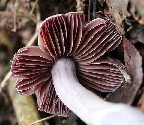 Mushroom Under tamarack, black spruce, white spruce, balsam fir, and quaking aspen in a mesic upland mixed forest.

https://www.jungledragon.com/image/100749/mushroom.html
https://www.jungledragon.com/image/100748/mushroom.html Basidiomycete,Geotagged,Summer,United States,fungus,mushroom