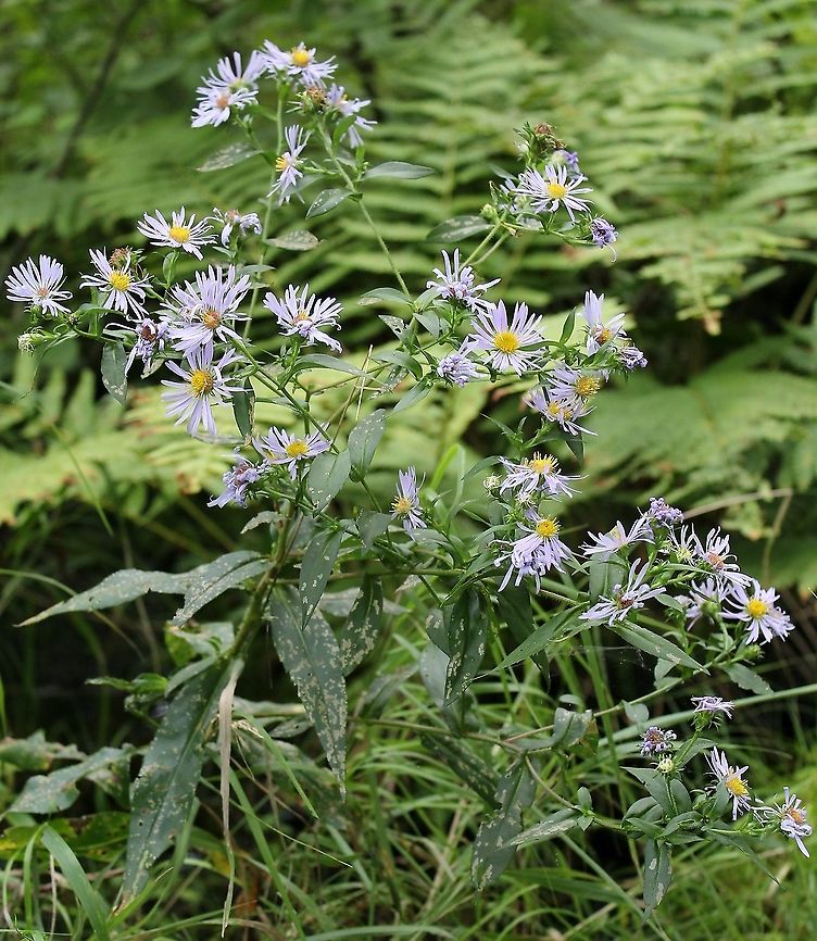Symphyotrichum puniceum In a very wet tamarack and black spruce swamp growing in peaty soil and peat moss. Aster puniceus,Geotagged,Purplestem aster,Summer,Symphyotrichum puniceum,United States,aster,asteraceae,swamp aster