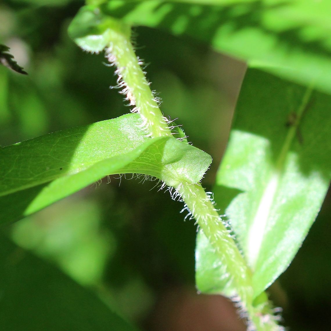 Symphyotrichum puniceum The stems are not always purple or even red.<br />
<br />
<figure class="photo"><a href="https://www.jungledragon.com/image/100753/symphyotrichum_puniceum.html" title="Symphyotrichum puniceum"><img src="https://s3.amazonaws.com/media.jungledragon.com/images/3383/100753_thumb.JPG?AWSAccessKeyId=05GMT0V3GWVNE7GGM1R2&Expires=1767225610&Signature=JOWyHNLs3lqjklnulZrpL0KsMyY%3D" width="200" height="200" alt="Symphyotrichum puniceum https://www.jungledragon.com/image/100752/symphyotrichum_puniceum.html Geotagged,Purplestem aster,Summer,Symphyotrichum puniceum,United States" /></a></figure> Geotagged,Purplestem aster,Summer,Symphyotrichum puniceum,United States