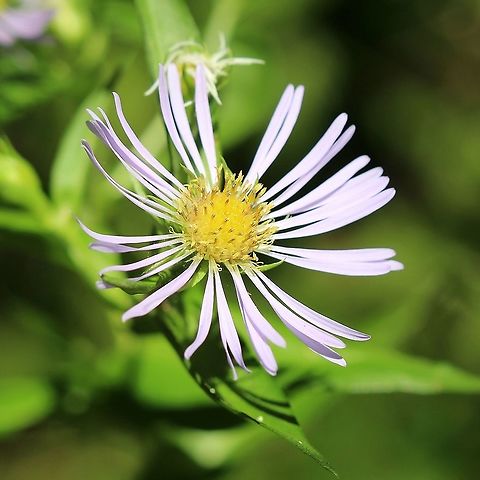 Symphyotrichum puniceum https://www.jungledragon.com/image/100752/symphyotrichum_puniceum.html Geotagged,Purplestem aster,Summer,Symphyotrichum puniceum,United States