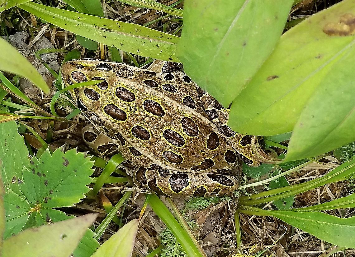 Lithobates pipiens Heading to the swamp to hibernate I suppose. Geotagged,Lithobates pipiens,Northern leopard frog,Rana pipiens,Summer,United States,amphibian,frog
