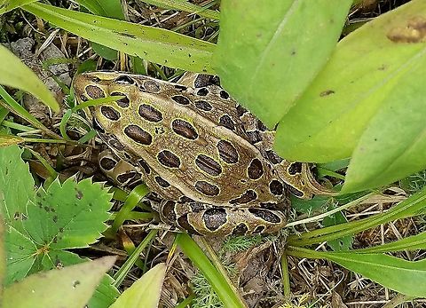 Lithobates pipiens Heading to the swamp to hibernate I suppose. Geotagged,Lithobates pipiens,Northern leopard frog,Rana pipiens,Summer,United States,amphibian,frog