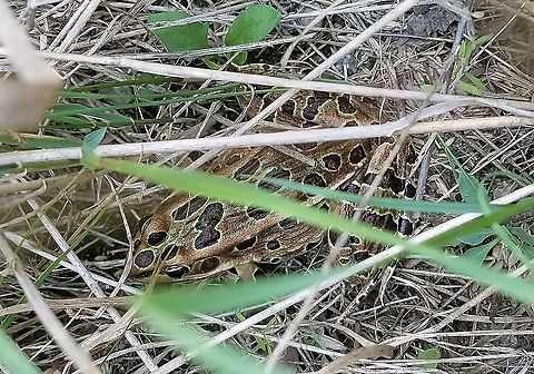 Lithobates pipiens  Geotagged,Lithobates pipiens,Northern leopard frog,Rana pipiens,Summer,United States,amphibian,frog