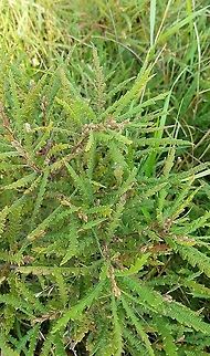 Comptonia peregrina Growing in dry sandy soil in huge masses along a slope. Comptonia peregrina,Geotagged,Summer,Sweetfern,United States