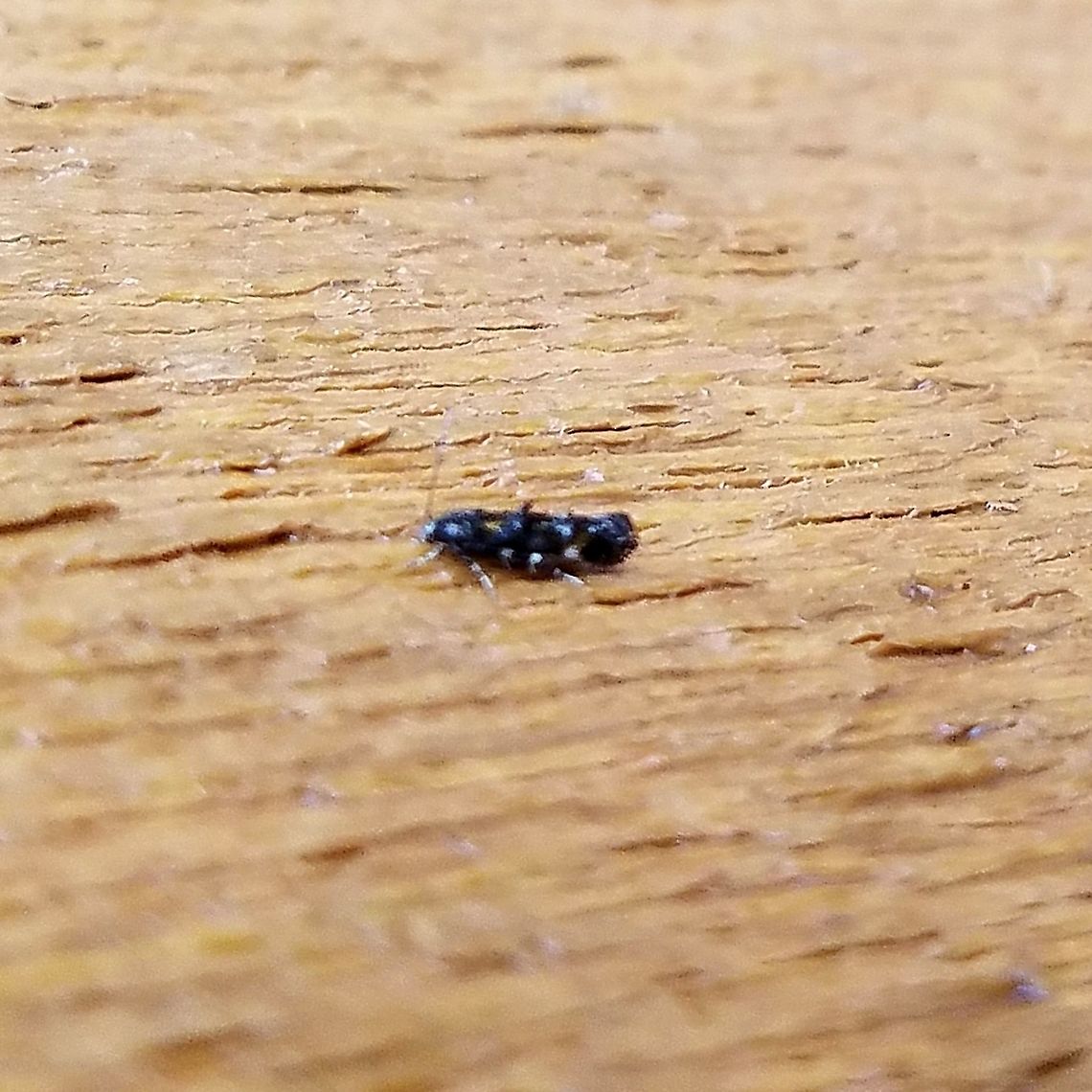 Mompha raschkiella Blurry but I was stretching to reach it and only had my cellphone. It looks like this one <a href="https://www.norfolkmoths.co.uk/photos_micro/active/8830.matthew_casey.1598289647-f.jpg" rel="nofollow">https://www.norfolkmoths.co.uk/photos_micro/active/8830.matthew_casey.1598289647-f.jpg</a> Geotagged,Lepidoptera,Mompha raschkiella,Spring,United States,insect,micromoth,moth