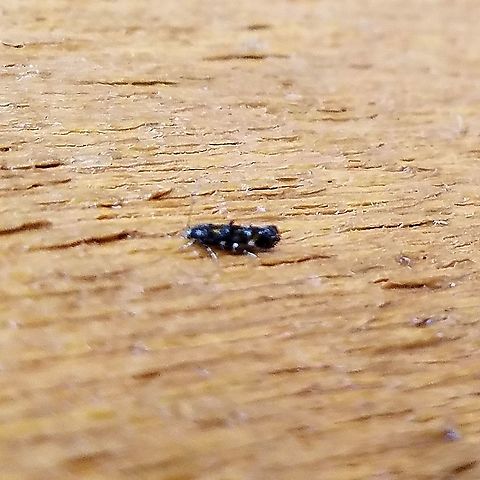 Mompha raschkiella Blurry but I was stretching to reach it and only had my cellphone. It looks like this one https://www.norfolkmoths.co.uk/photos_micro/active/8830.matthew_casey.1598289647-f.jpg Geotagged,Lepidoptera,Mompha raschkiella,Spring,United States,insect,micromoth,moth