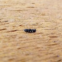 Mompha raschkiella Blurry but I was stretching to reach it and only had my cellphone. It looks like this one https://www.norfolkmoths.co.uk/photos_micro/active/8830.matthew_casey.1598289647-f.jpg Geotagged,Lepidoptera,Mompha raschkiella,Spring,United States,insect,micromoth,moth