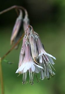 Prenanthes (Nabalus) alba Along the upland/wetland transition zone. Asteraceae,Geotagged,Nabalus albus,Prenanthes alba,Summer,United States,White rattlesnake root
