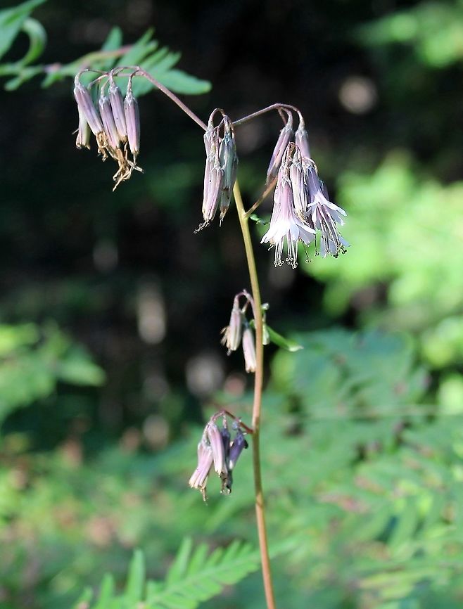 Prenanthes (Nabalus) alba Along the upland/wetland transition zone. Asteraceae,Geotagged,Nabalus albus,Prenanthes alba,Summer,United States,White rattlesnake root
