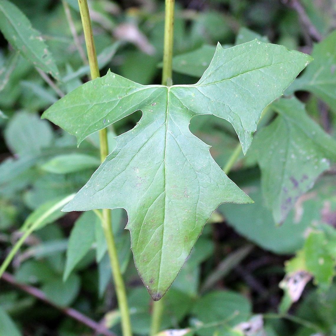 Prenanthes (Nabalus) alba Along the upland/wetland transition zone. Asteraceae,Geotagged,Nabalus albus,Prenanthes alba,Summer,United States,White rattlesnake root