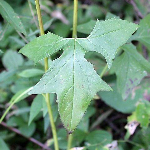 Prenanthes (Nabalus) alba Along the upland/wetland transition zone. Asteraceae,Geotagged,Nabalus albus,Prenanthes alba,Summer,United States,White rattlesnake root