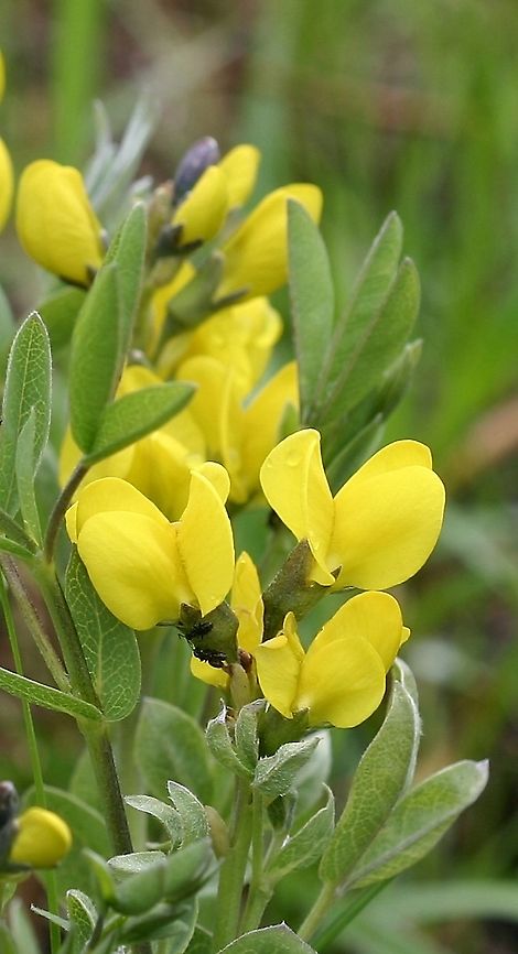 Thermopsis rhombifolia Native to the Rocky Mountains this plant was discovered along an abandoned railroad grade in Douglas County, Wisconsin in the late 1990s. I took some root cuttings and transplanted these to a wild garden in my yard. Over the years the plants have slowly expanded from their original spot and now cover many square feet.<br />
<br />
Seed pods (seldom produced and the seeds apparently inviable) are arcuate. Fabaceae,Geotagged,Golden Banner,Spring,Thermopsis rhombifolia,United States