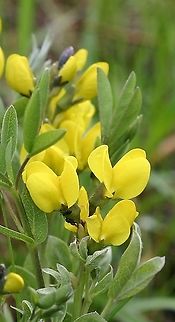 Thermopsis rhombifolia Native to the Rocky Mountains this plant was discovered along an abandoned railroad grade in Douglas County, Wisconsin in the late 1990s. I took some root cuttings and transplanted these to a wild garden in my yard. Over the years the plants have slowly expanded from their original spot and now cover many square feet.

Seed pods (seldom produced and the seeds apparently inviable) are arcuate. Fabaceae,Geotagged,Golden Banner,Spring,Thermopsis rhombifolia,United States
