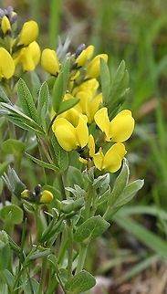 Thermopsis rhombifolia Native to the Rocky Mountains this plant was discovered along an abandoned railroad grade in Douglas County, Wisconsin in the late 1990s. I took some root cuttings and transplanted these to a wild garden in my yard. Over the years the plants have slowly expanded from their original spot and now cover many square feet.

Seed pods (seldom produced and the seeds apparently inviable) are arcuate. Fabaceae,Geotagged,Golden Banner,Spring,Thermopsis rhombifolia,United States