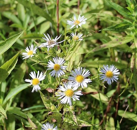 Symphyotrichum firmum  Geotagged,Glossy-leaved Aster,Summer,Symphyotrichum firmum,United States