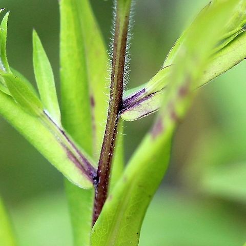 Symphyotrichum firmum  Geotagged,Glossy-leaved Aster,Summer,Symphyotrichum firmum,United States