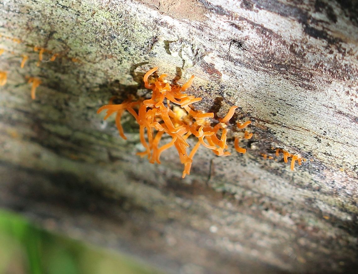 A fungus A small ornage fungus with flattened btacnches ending in tips that appear open. Growing on an apple log in a damp partly shaded area. Geotagged,Summer,United States,fungus,orange fungus