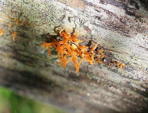 A fungus A small ornage fungus with flattened btacnches ending in tips that appear open. Growing on an apple log in a damp partly shaded area. Geotagged,Summer,United States,fungus,orange fungus
