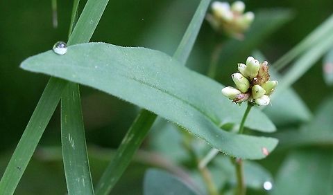 Persicaria sagittata In a very wet tamarack-black spruce swamp. American tearthumb,Geotagged,Persicaria sagittata,Summer,United States