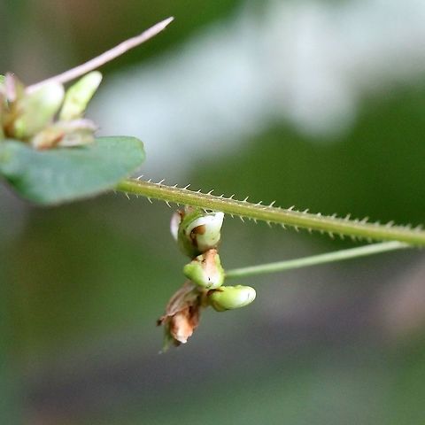 Persicaria sagittata Downward pointing barbs on stem. Its a good idea to not touch these.

In a very wet tamarack-black spruce swamp. American tearthumb,Geotagged,Persicaria sagittata,Summer,United States