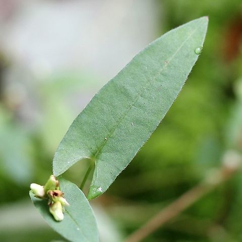 Persicaria sagittata In a very wet tamarack-black spruce swamp. American tearthumb,Geotagged,Persicaria sagittata,Summer,United States