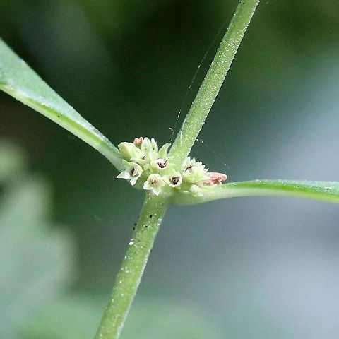 Lycopus uniflorus Flowers at leaf node.

In a very wet tamarack-black spruce swamp. Geotagged,Lycopus uniflorus,Summer,United States