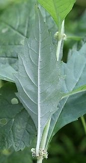 Lycopus uniflorus Leaf underside.

In a very wet tamarack-black spruce swamp. Geotagged,Lycopus uniflorus,Summer,United States