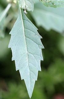 Lycopus uniflorus Leaf upperside.

In a very wet tamarack-black spruce swamp. Geotagged,Lycopus uniflorus,Summer,United States