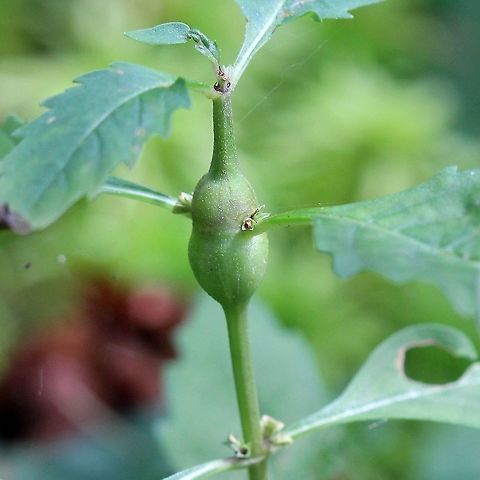 Stem gall on Lycopus uniflorus Possibly made by the larvae of the gall flies Neolasioptera lycopi or Neolasioptera mitchellae. Geotagged,Lycopus uniflorus,Neolasioptera lycopi,Neolasioptera mitchellae,Summer,United States,gall,stem gall