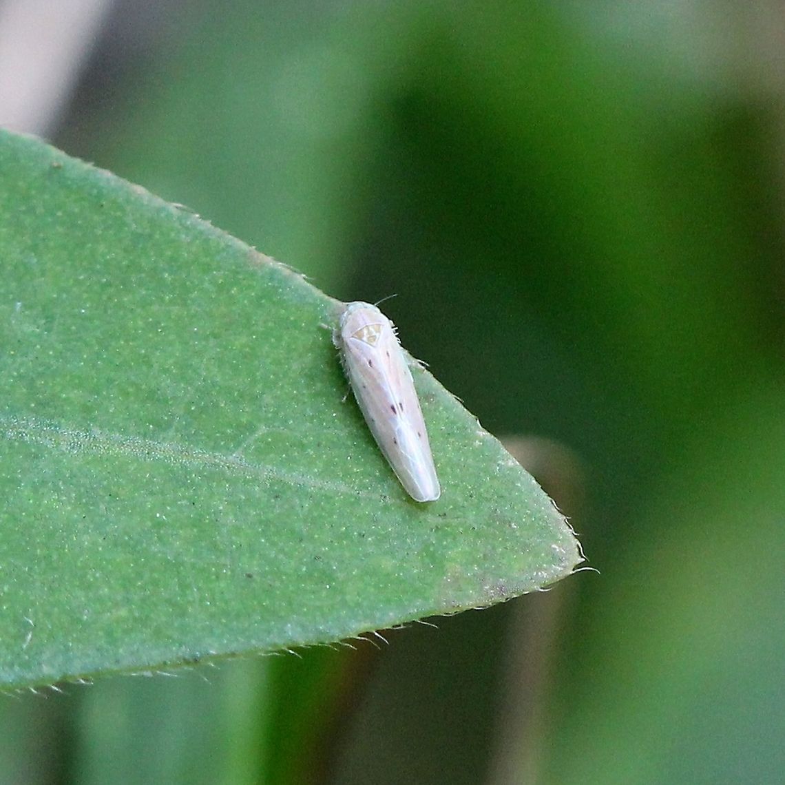 Balclutha impicta On leaf of Persicaria sagittata in a tamarack-black spruce swamp. Balclutha impicta,Cicadellidae,Geotagged,Persicaria sagittata,Summer,United States
