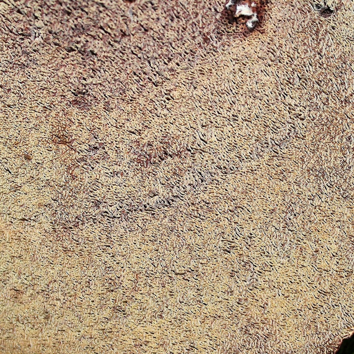 Phaeolus schweinitzii Pore surface Geotagged,Phaeolus schweinitzii,Summer,United States,Velvet-top fungus