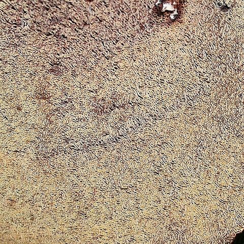 Phaeolus schweinitzii Pore surface Geotagged,Phaeolus schweinitzii,Summer,United States,Velvet-top fungus