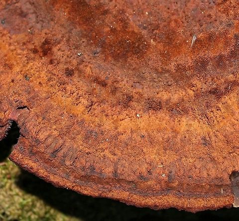 Phaeolus schweinitzii Close-up of upper surface. Geotagged,Phaeolus schweinitzii,Summer,United States,Velvet-top fungus