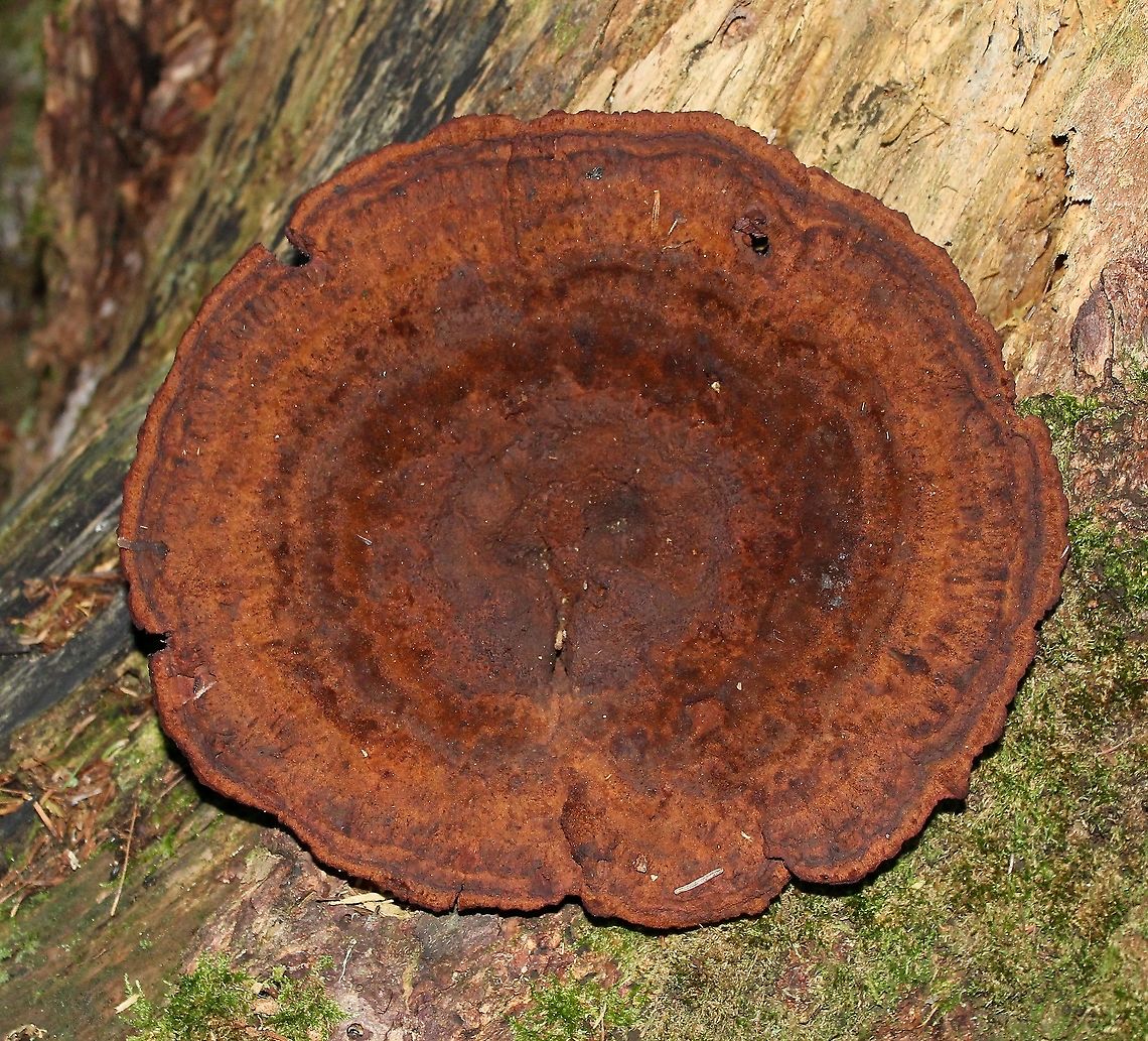 Phaeolus schweinitzii Found at the base of a dead tamarack tree. Sometimes called the cowpie mushroom. Geotagged,Phaeolus schweinitzii,Summer,United States,Velvet-top fungus