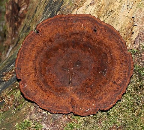 Phaeolus schweinitzii Found at the base of a dead tamarack tree. Sometimes called the cowpie mushroom. Geotagged,Phaeolus schweinitzii,Summer,United States,Velvet-top fungus