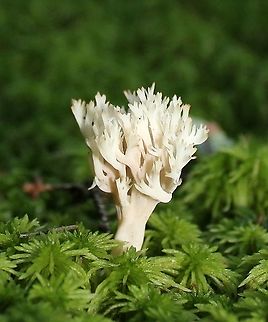Clavulina coralloides? Growing in wet sphagnum moss under tamaracks. Geotagged,Summer,United States