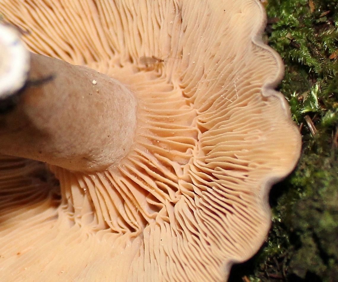 Mushrom Under tamarack, black spruce, white spruce, balsam fir, and quaking aspen in a mesic upland mixed forest. White latex exuded, did not change color, bruised flesh did not change color. Spore print yellowish. Geotagged,Lactarius sanguifluus,Lactarius sp.,Summer,United States,fungus,mushroom