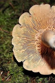 Mushroom Under tamarack, black spruce, white spruce, balsam fir, and quaking aspen in a mesic upland mixed forest. White latex exuded, did not change color, bruised flesh did not change color. Spore print yellowish. Geotagged,Summer,United States,fungus,mushroom