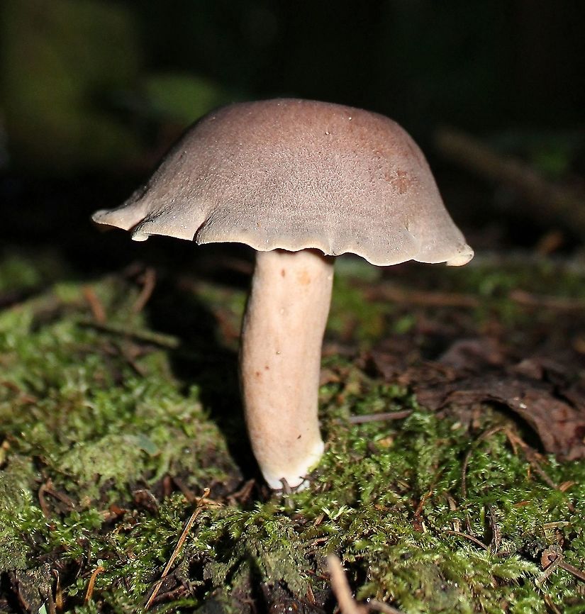 Mushroom Under tamarack, black spruce, white spruce, balsam fir, and quaking aspen in a mesic upland mixed forest. White latex exuded, did not change color, bruised flesh did not change color. Spore print yellowish. Geotagged,Summer,United States,fungus,mushroom