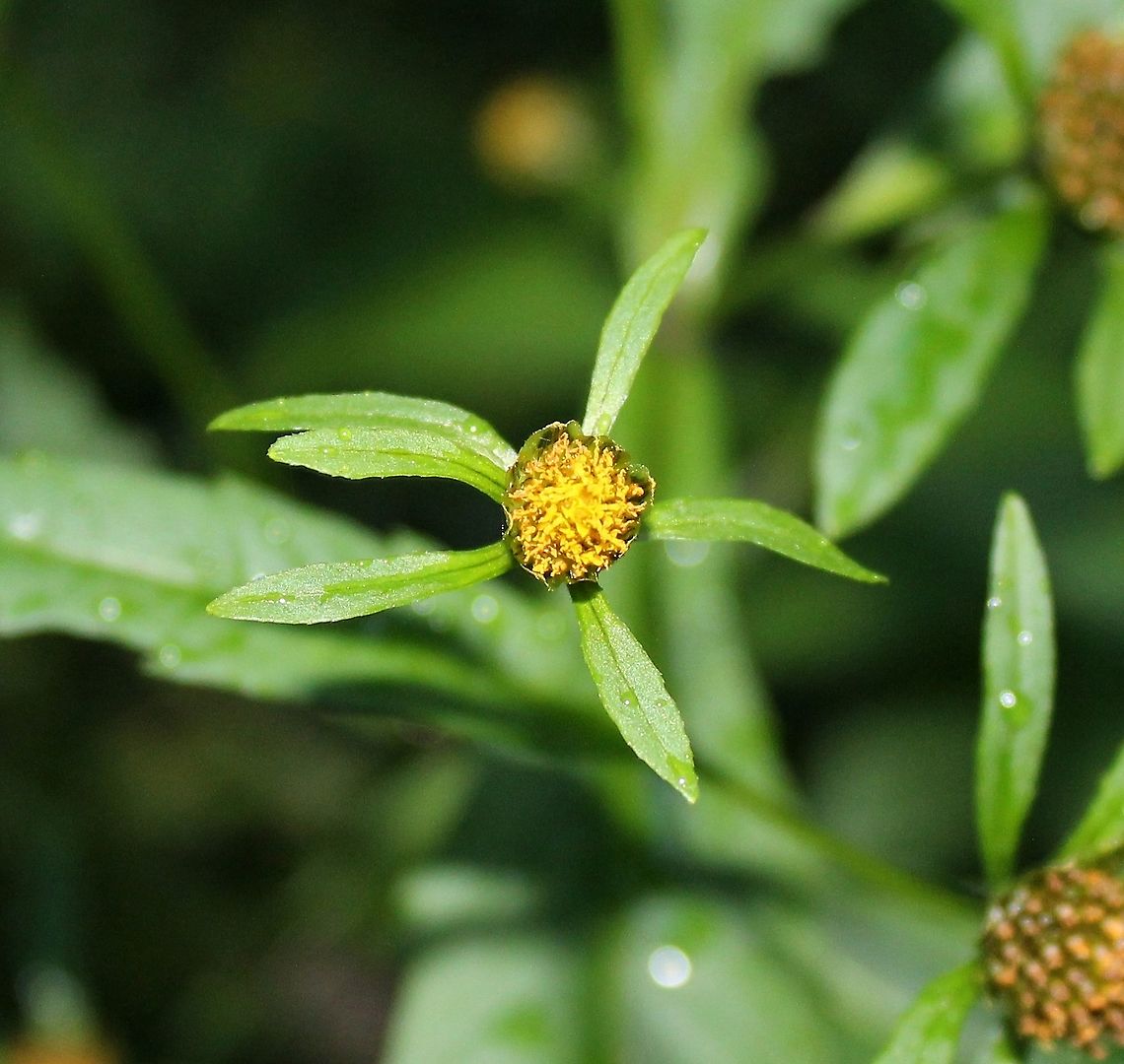 Bidens connata (Purple-stem Beggarticks) Growing in shallow standing water in alder thicket at the edge of a tamarack-black spruce swamp. Mucky substrate. Asteraceae,Bidens connata,Geotagged,Purple-stem Beggarticks,Summer,United States