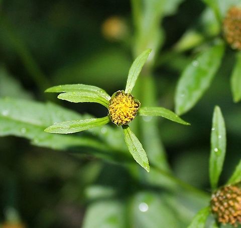 Bidens connata (Purple-stem Beggarticks) Growing in shallow standing water in alder thicket at the edge of a tamarack-black spruce swamp. Mucky substrate. Asteraceae,Bidens connata,Geotagged,Purple-stem Beggarticks,Summer,United States