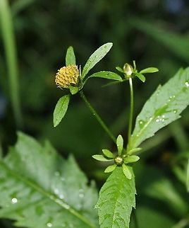 Bidens connata (Purple-stem Beggarticks) Growing in shallow standing water in alder thicket at the edge of a tamarack-black spruce swamp. Mucky substrate. Asteraceae,Bidens connata,Geotagged,Purple-stem Beggarticks,Summer,United States