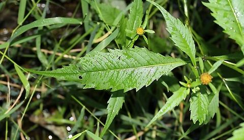 Bidens connata (Purple-stem Beggarticks) Growing in shallow standing water in alder thicket at the edge of a tamarack-black spruce swamp. Mucky substrate. Asteraceae,Bidens connata,Geotagged,Purple-stem Beggarticks,Summer,United States