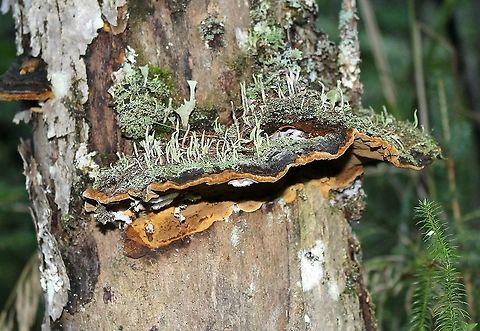 Lichens on a bracket fungus A miniature forest of Cladonia lichens growing on a bracket fungus (which is also alive and growing) coming from the trunk of a dead black ash tree. Cladonia,Fraxinus nigra,Fungus,Geotagged,Summer,United States,black ash,bracket fungus,lichen