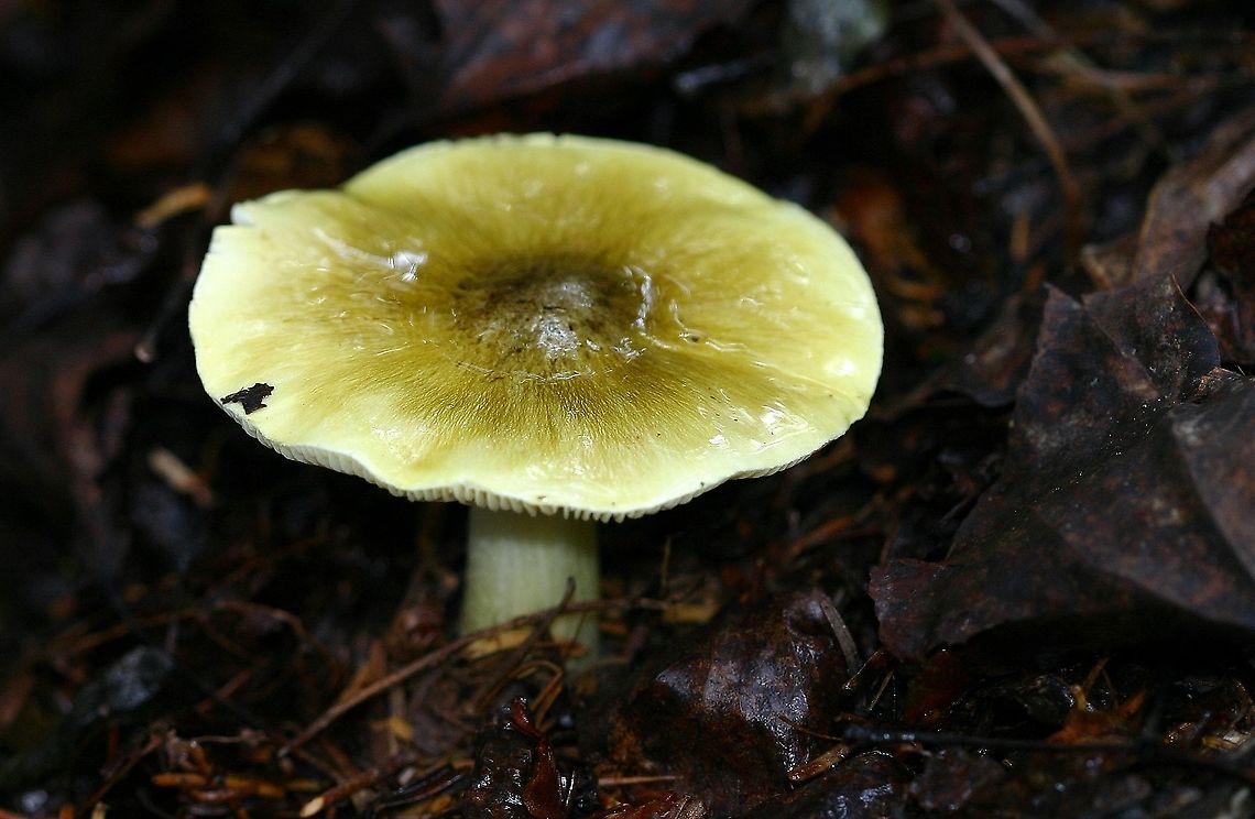 Tricholoma sejunctum In moist upland forest of balsam fir, black spruce, and quaking aspen. Fungus,Geotagged,Summer,Tricholoma sejunctum,United States,mushroom