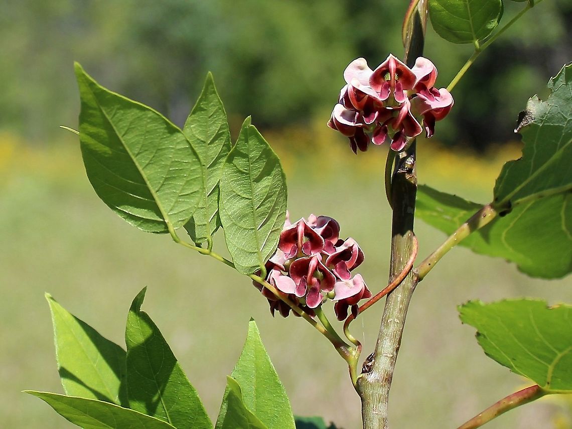 Apios americana (Groundnut) Semi-cultivated plant American groundnut,Apios americana,Fabaceae,Geotagged,Groundnut,Summer,United States
