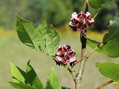 Apios americana (Groundnut) Semi-cultivated plant American groundnut,Apios americana,Fabaceae,Geotagged,Groundnut,Summer,United States