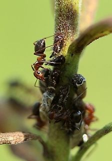Publilia brunnea (syn. Publilia modesta var. brunnea) Publilia brunnea on Solidago altissima and being tended by ants (Formica sp.). The next known location of this species is 290 miles to the southeast in Dane County, Wisconsin. Formica,Geotagged,Publilia brunnea,Publilia modesta var. brunnea,Solidago altissima,Summer,United States,ants